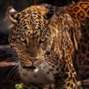 animal-anon-offical avatar