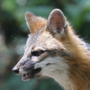 animal-creature avatar