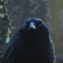 animal-families-tournaments avatar