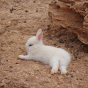 animal-l0verrr avatar