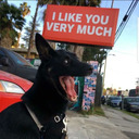 animal-lover-13 avatar