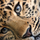 animal-obsession avatar