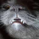 animalawwposts-blog avatar