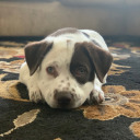 animalcrossingcuzimbored avatar