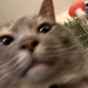 animalcrossingwishes avatar