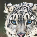 animalcutenesss-blog avatar