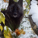 animalgirl225 avatar