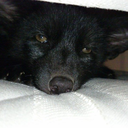 animallis-blog avatar