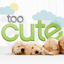 animalplanet-toocute avatar