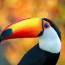 animalqueen02-blog avatar