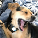animalrepository avatar
