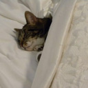 animals-tucked-into-bed avatar