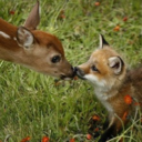 animalsareforlife-blog avatar