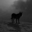 animalsinfilm avatar