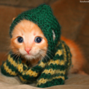 animalsinhoodies-blog avatar