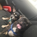 animalsinmylife avatar