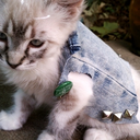 animalsinpunkvests avatar