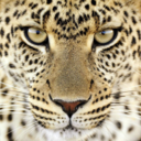animalsoftheworld-blog avatar