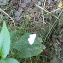 animalsofwork avatar