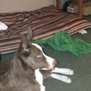 animalsoverrunme avatar