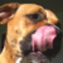 animalspokingtheirtonguesou-blog avatar