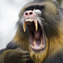 animalsrule-blog avatar