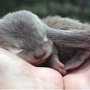 animalssleeping avatar