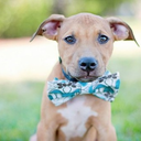 animalswearingbowties avatar