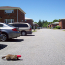 animalswithcrapontheirheads avatar