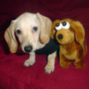 animalswithstuffedanimals-blog avatar