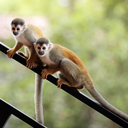 animalthought avatar