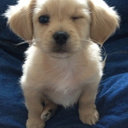 animalz-blogz avatar