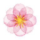 animanga-bonanza avatar