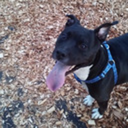 anime-and-dogs avatar