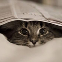 animedreambow avatar