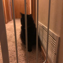 animelover-princess avatar