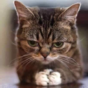 animeows-blog avatar