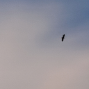 animesh-tiwari avatar