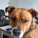 animesweetlover12-blog avatar