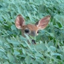 animetxttiess avatar