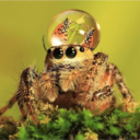 anjuphantomhive avatar