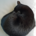 ankkakettuhybridi avatar