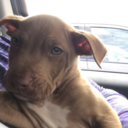 anna-and-the-king avatar