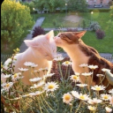 anna-elise504 avatar