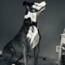 anna-the-artist avatar