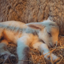 anna-thebanana avatar