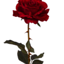 annaandboujee avatar