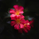 annakozhemyaka-blog avatar