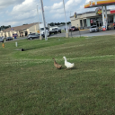 annalovesbananas avatar