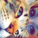 annalynnx0-blog avatar